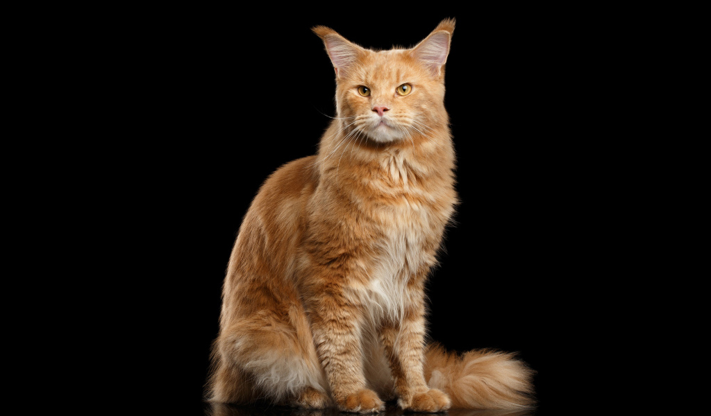 Красивый рыжий кот породы мейн-кун на черном фоне