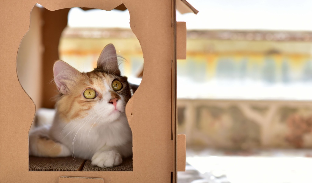 Красивый рыжий кот в картонной коробке 