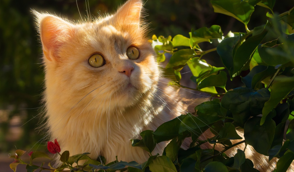 Красивый рыжий кот в лучах солнца