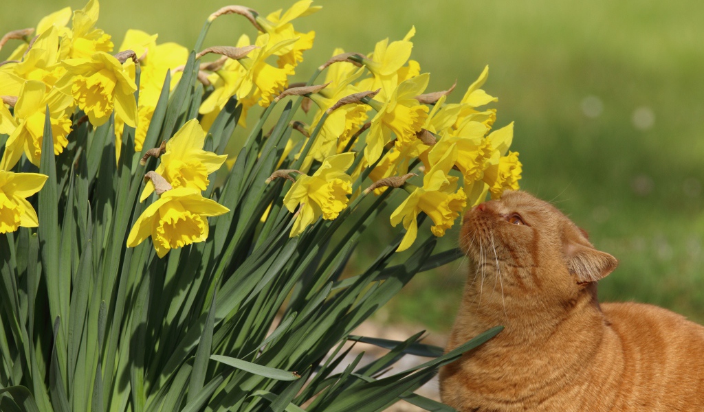 Красивый рыжий кот нюхает желтые нарциссы на клумбе