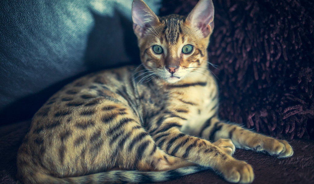 Красивая полосатая кошка с зелеными глазами 