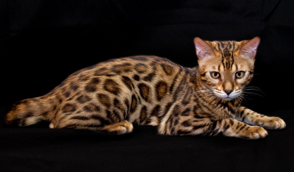 Бенгальская кошка лежит на черном фоне