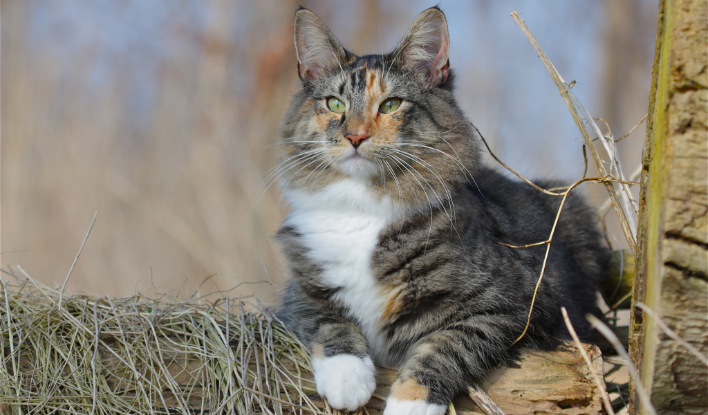 Большой красивый пушистый кот лежит на дереве 