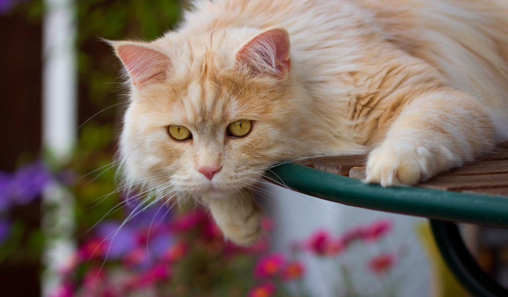 Большой красивый рыжий кот с желтыми глазами 