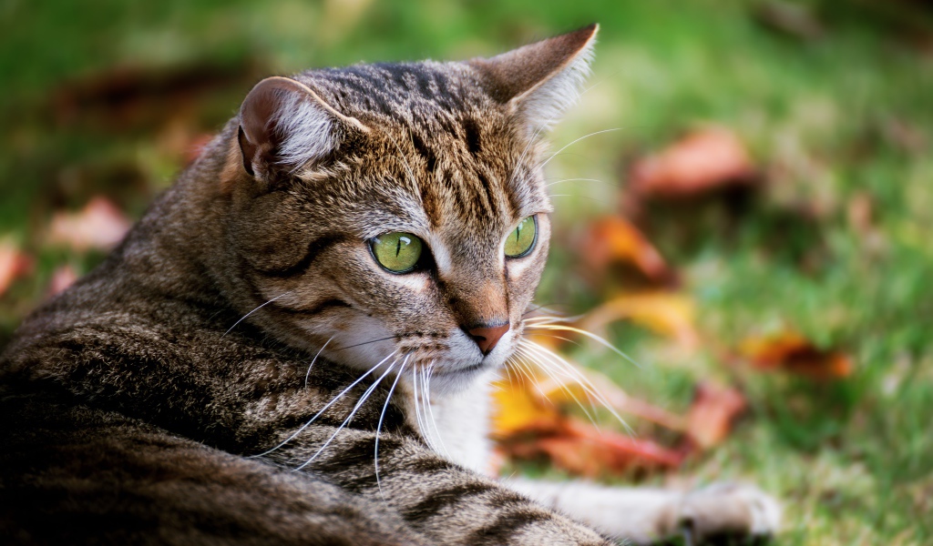 Большой серый зеленоглазый кот лежит на зеленой траве