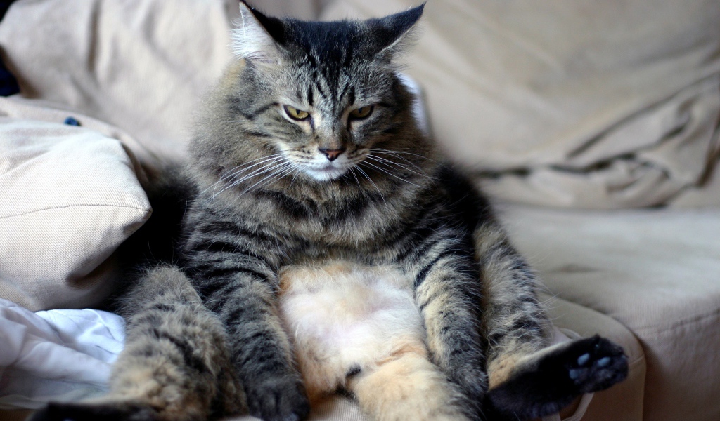 Большой грустный серый кот сидит на диване