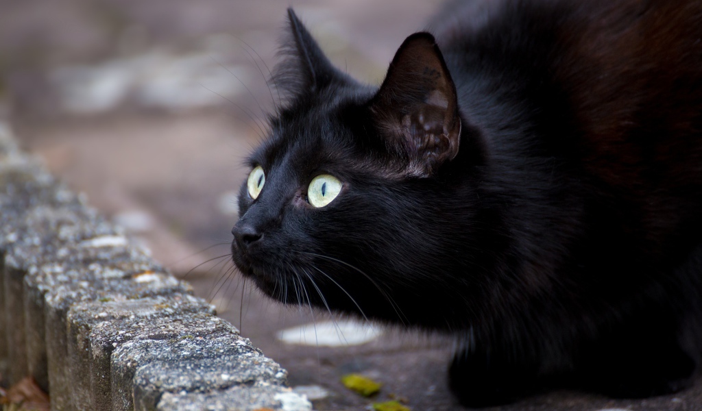 Черный зеленоглазый кот с удивленным взглядом