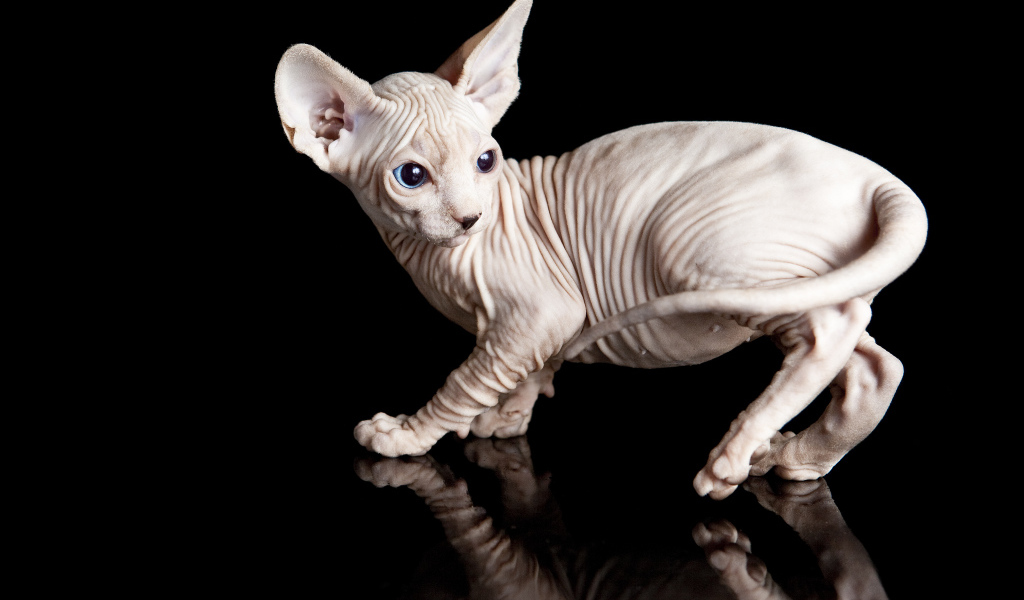 Голубоглазый котенок породы сфинкс на черном фоне