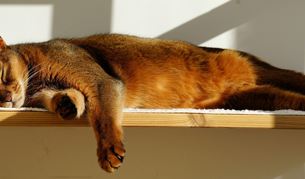 Кошка спит на полке 