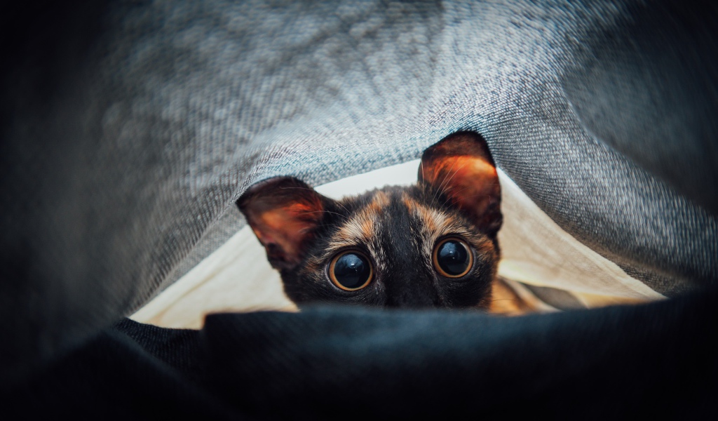 Любопытный кот с большими глазами под одеялом