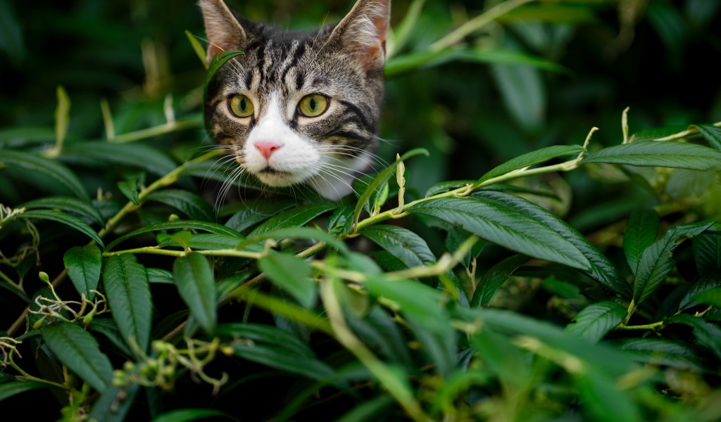 Любопытный серый кот сидит в засаде в зеленой листве