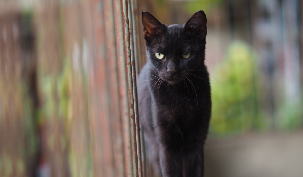 Недовольный взгляд черного кота