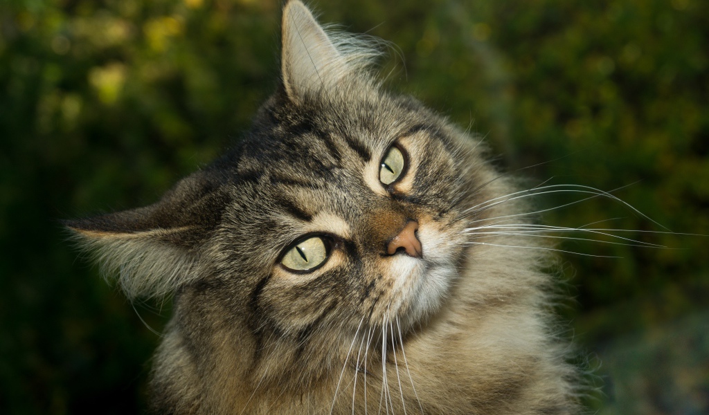 Морда пушистого серого кота с зелеными глазами