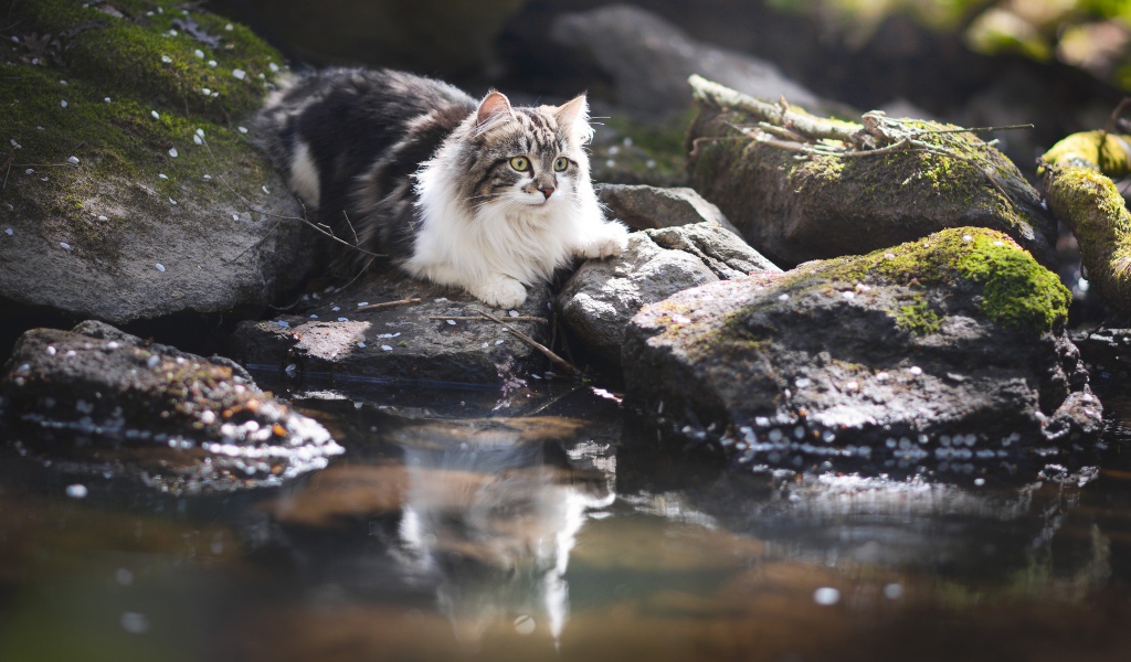 Пушистая кошка на камне у воды 