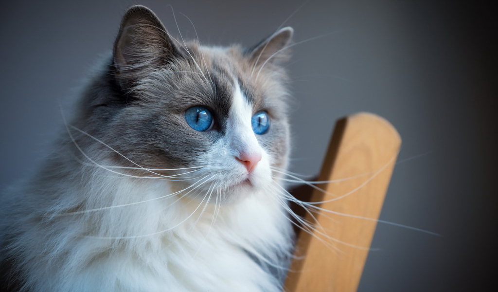 Пушистая кошка с красивыми голубыми глазами 