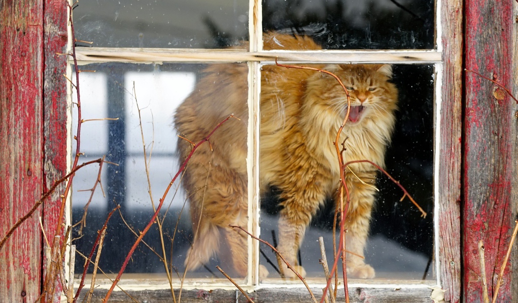 Пушистый рыжий кот зевает в окне