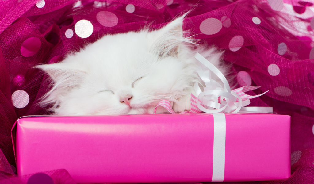 Пушистый белый котенок спит на розовой подарочной коробке