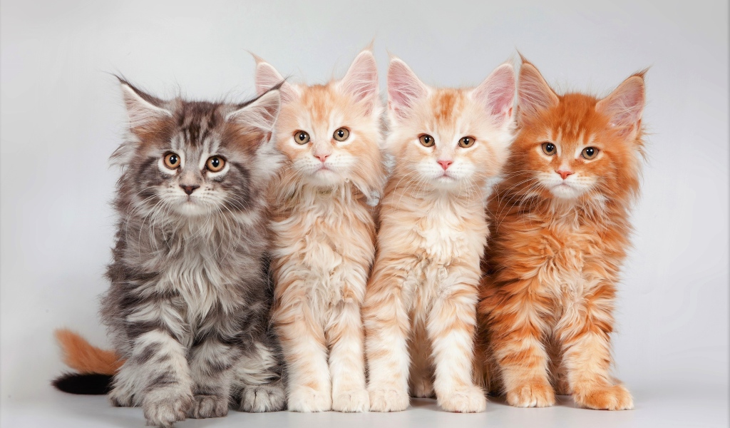 Четыре красивых рыжих котенка породы мейн-кун