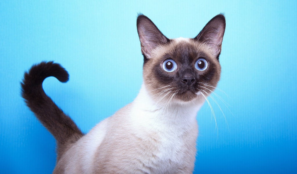 Испуганный сиамский голубоглазый кот на голубом фоне