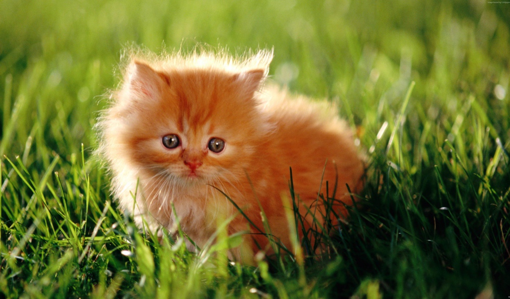 Испуганный пушистый рыжий котенок в зеленой траве