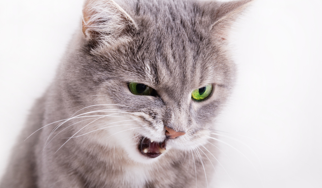 Хмурый взгляд серой кошки на белом фоне