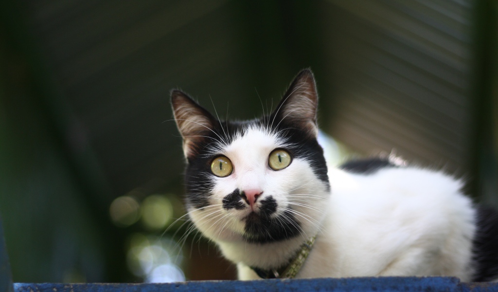 Забавный черно белый кот 