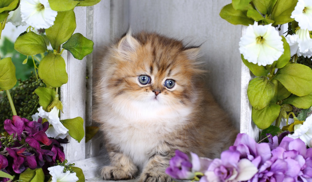 Забавный пушистый котенок с цветами
