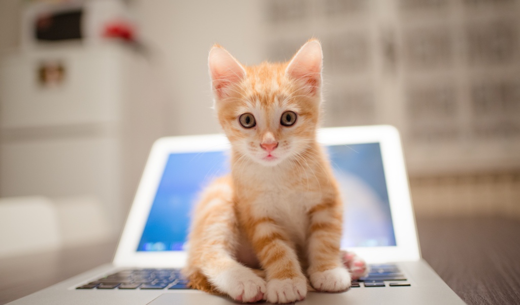 Забавный рыжий котенок сидит на ноутбуке
