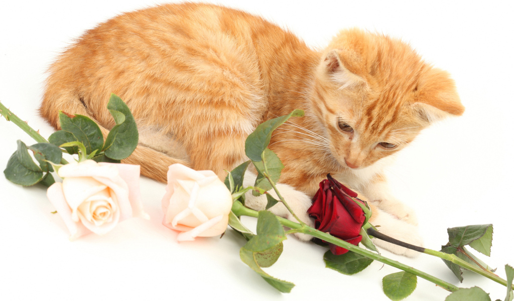 Рыжий котенок с розами на белом фоне