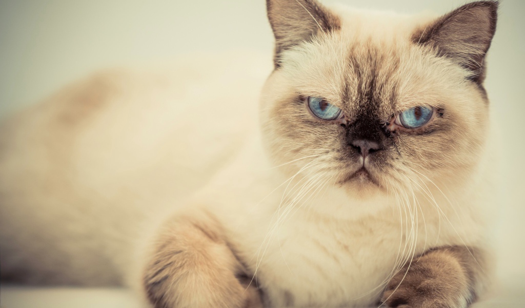 Хмурый красивый голубоглазый кот