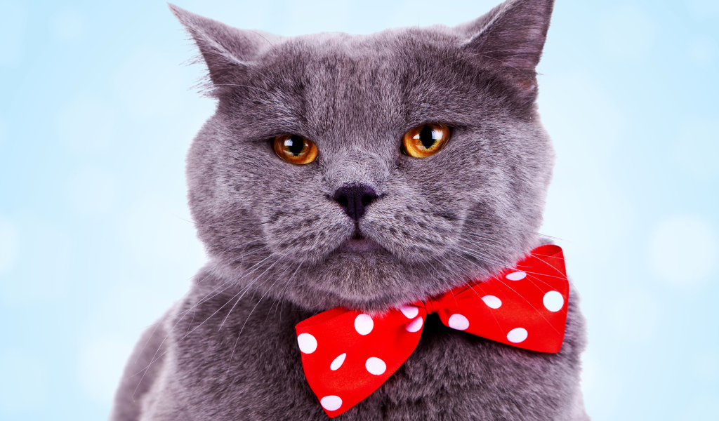 Серый британский кот с большим красным бантом в горошек