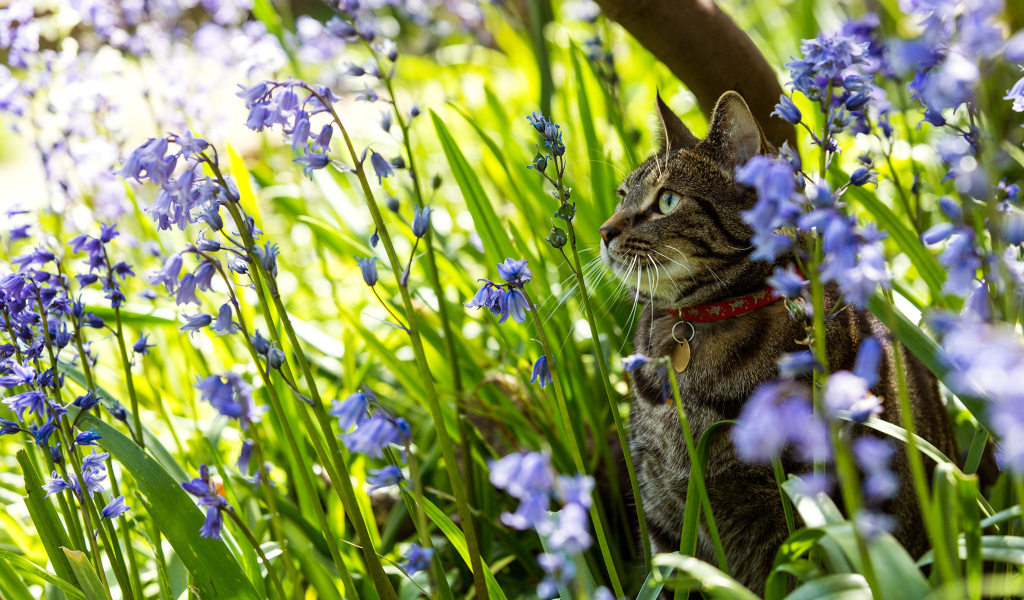 Серый кот в ошейнике сидит в голубых цветах
