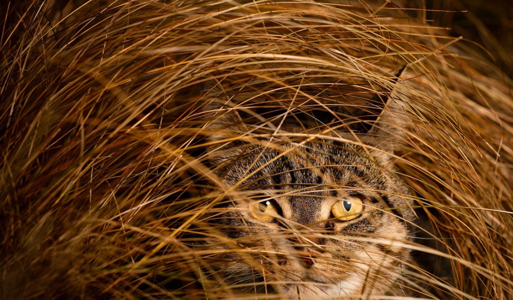 Серый кот в высокой сухой траве 