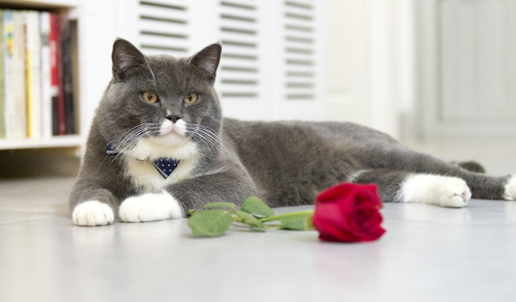 Серый кот лежит на полу с красной розой
