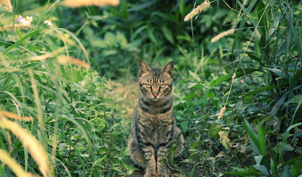 Серый кот сидит на дорожке в зеленой траве