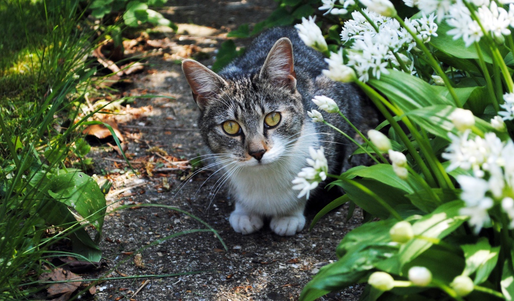 Серый кот с зелеными глазами в цветах 