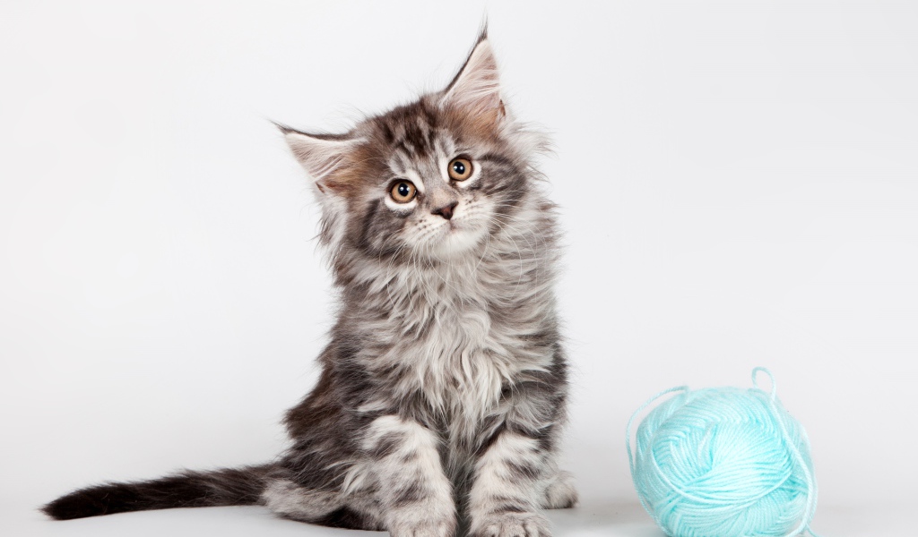 Серый котенок породы мейн- кун с клубком голубых ниток