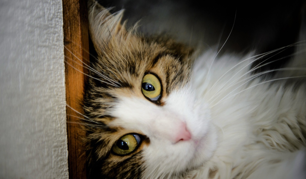 Зеленоглазый красивый кот лежит у стены