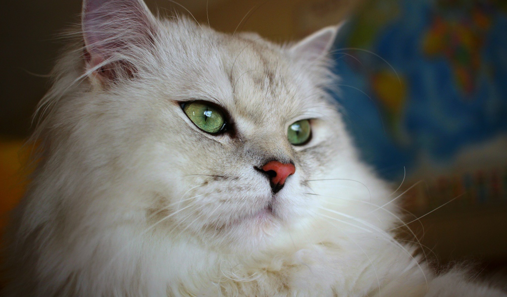 Большая пушистая породистая зеленоглазая кошка