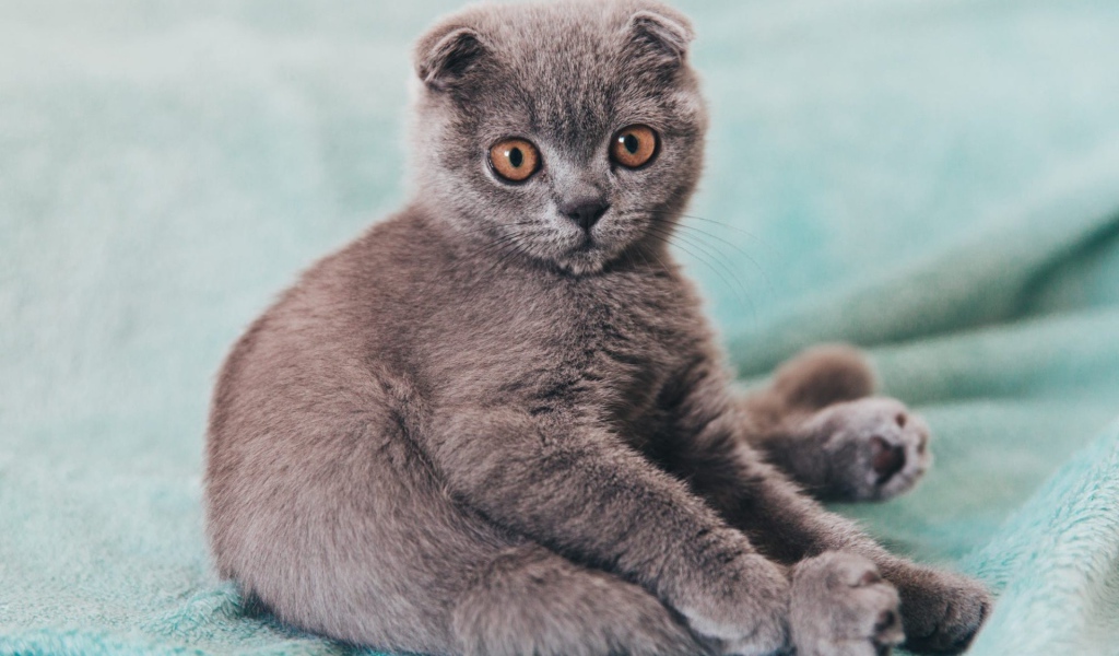 Маленький котенок британец  сидит на покрывале 