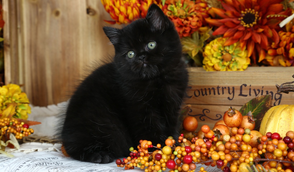 Маленький пушистый черный котенок с осенними  ягодами