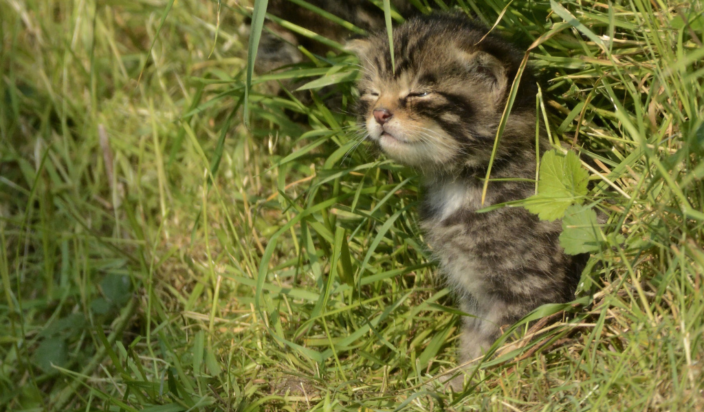 Маленький серый котенок в траве 