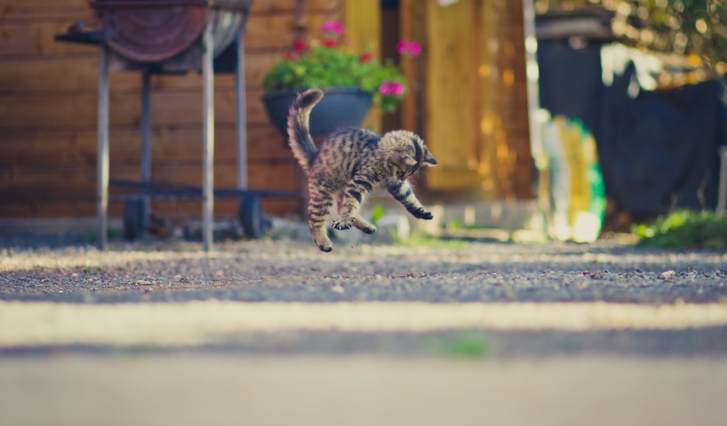 Маленький серый котенок прыгает на асфальте