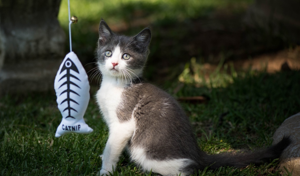 Маленький котенок играет с игрушкой на зеленой траве