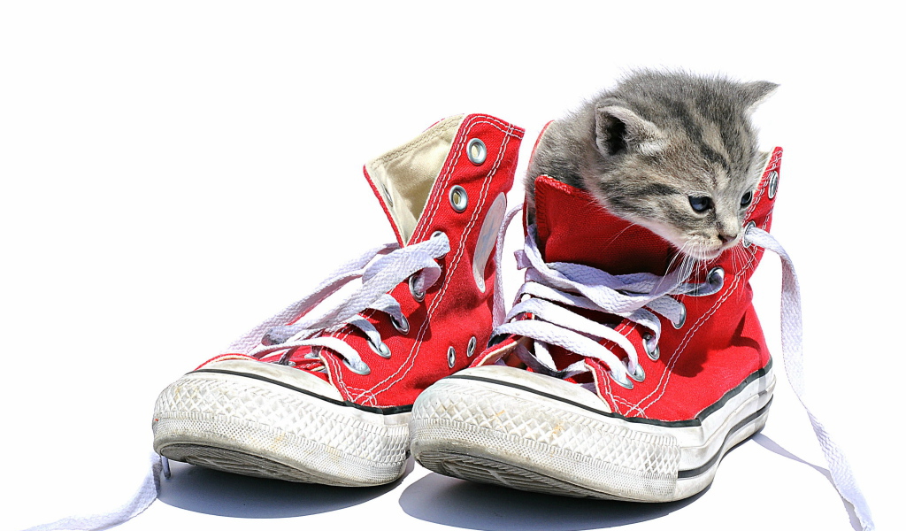 Маленький котенок сидит в кедах на белом фоне