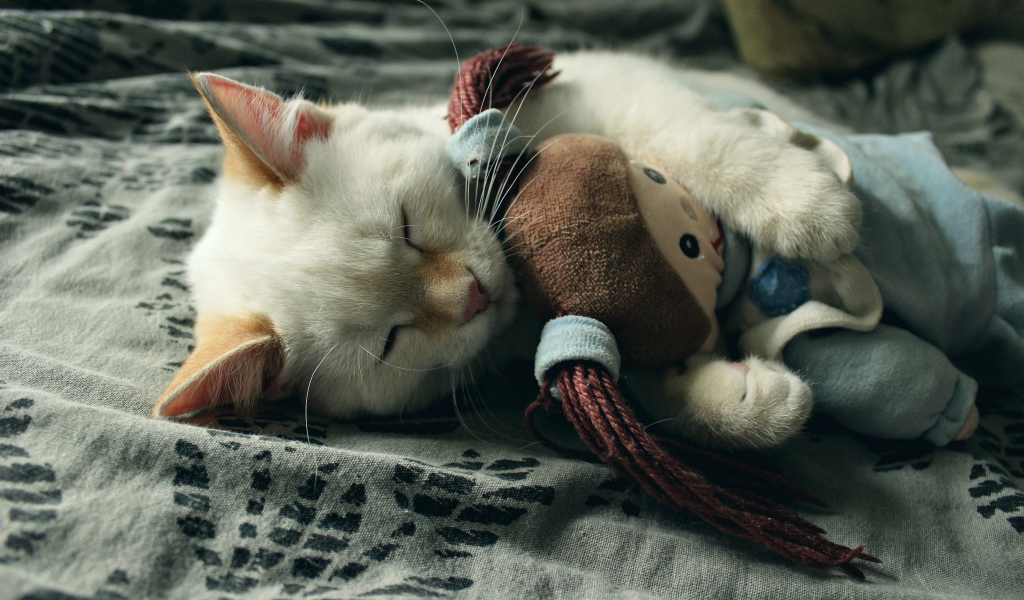 Маленький котенок спит с мягкой игрушкой