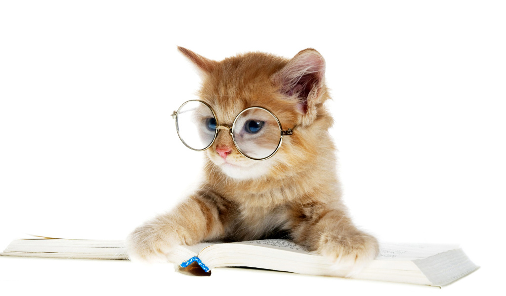 Маленький котенок в очках с книгой 