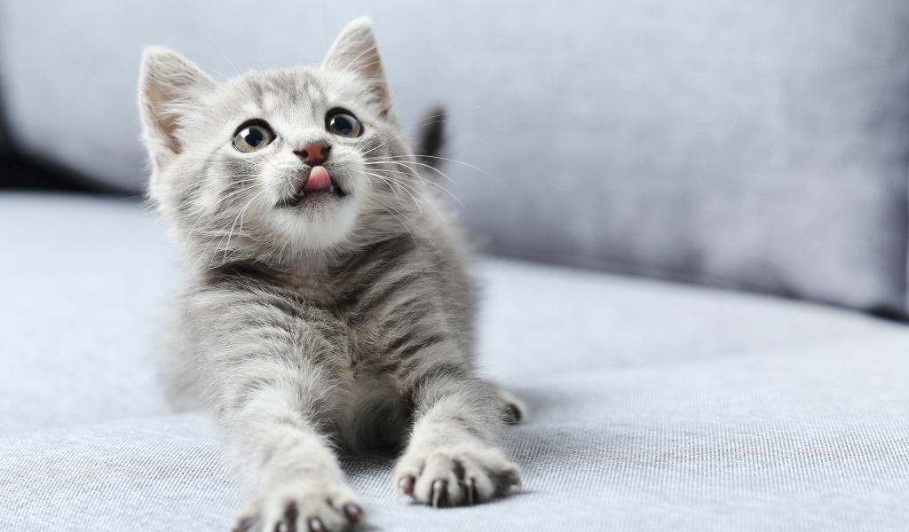 Маленький котенок с высунутым языком