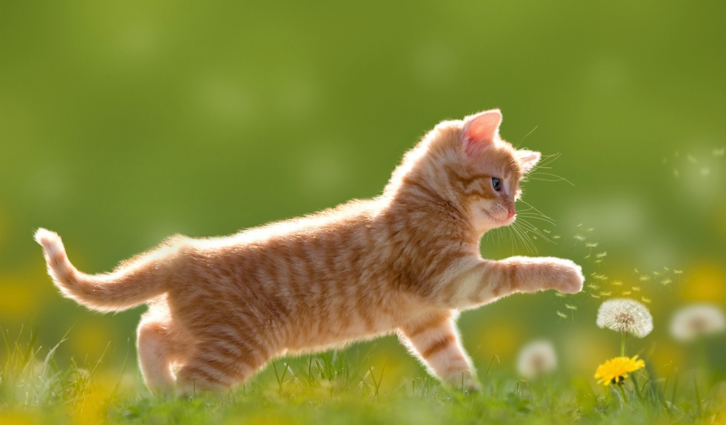 Маленький рыжий котенок с цветами одуванчика на зеленой траве