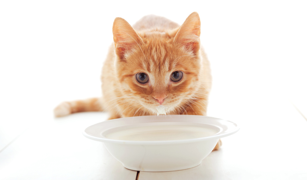 Маленький рыжий котенок с миской молока 